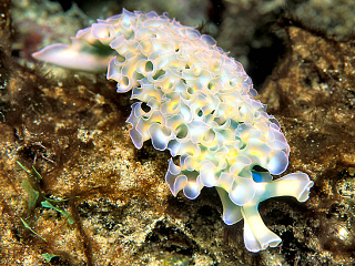 Illustration for article titled Sap-Sucking Sea Slugs Have a Ruthless, and Intriguing, Survival Technique